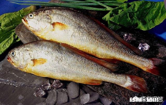 你们认为东海和渤海的海鲜哪个海域的最好吃