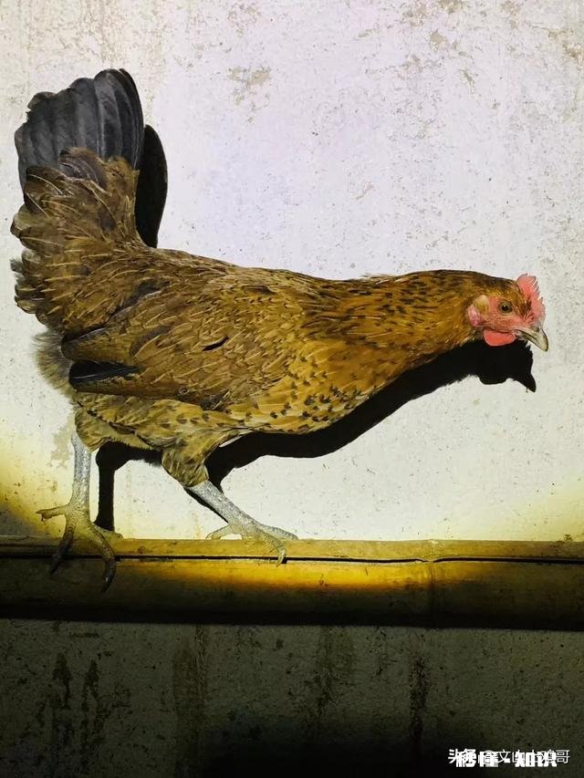 四川下蛋比较多的散养土鸡有哪些品种