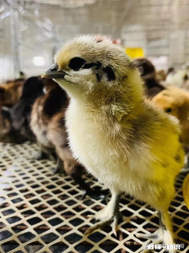 四川下蛋比较多的散养土鸡有哪些品种