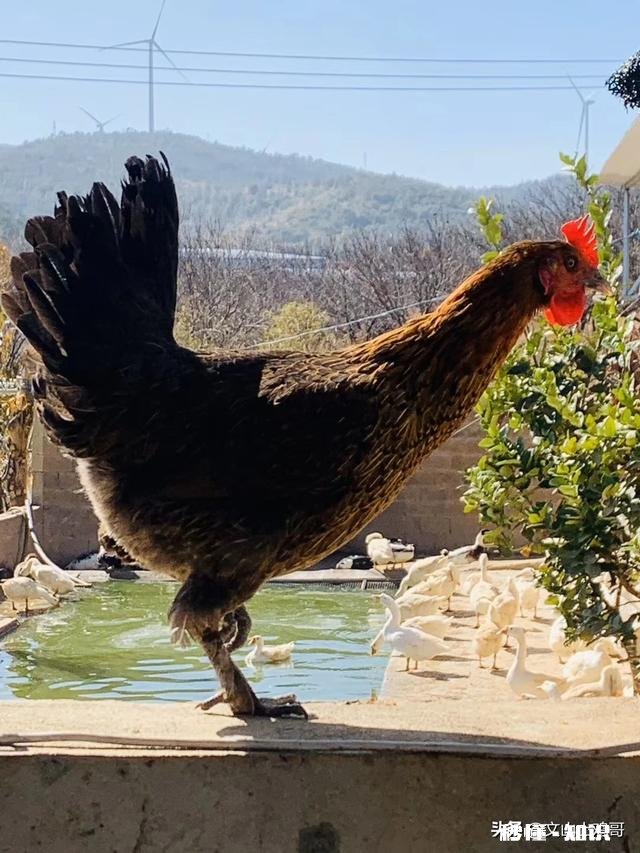 四川下蛋比较多的散养土鸡有哪些品种