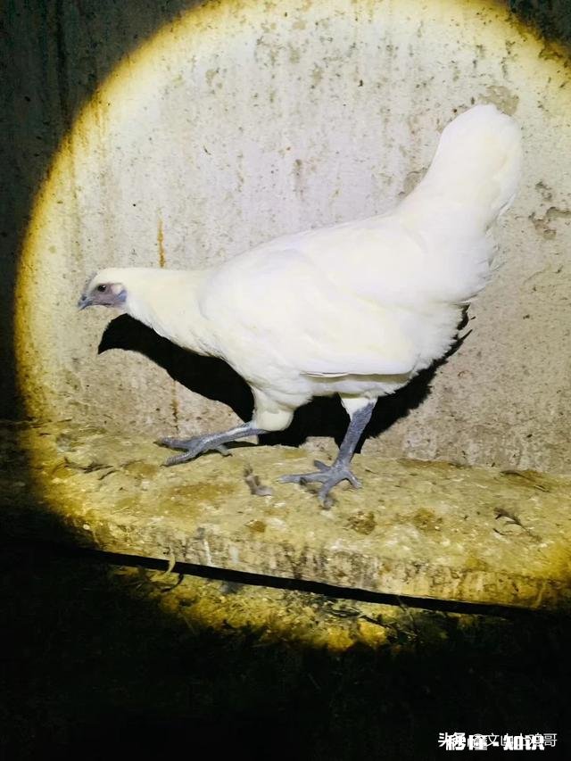 四川下蛋比较多的散养土鸡有哪些品种