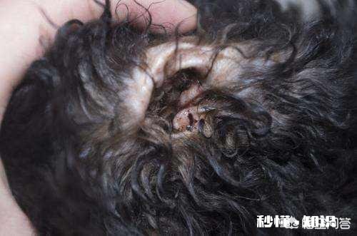 柯基耳螨可以吃药吗要注意什么