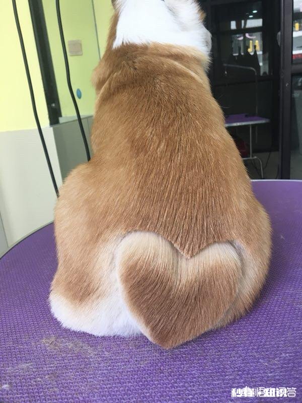 柯基耳螨可以吃药吗要注意什么