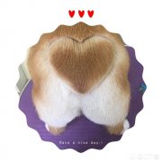 柯基耳螨可以吃药吗要注意什么