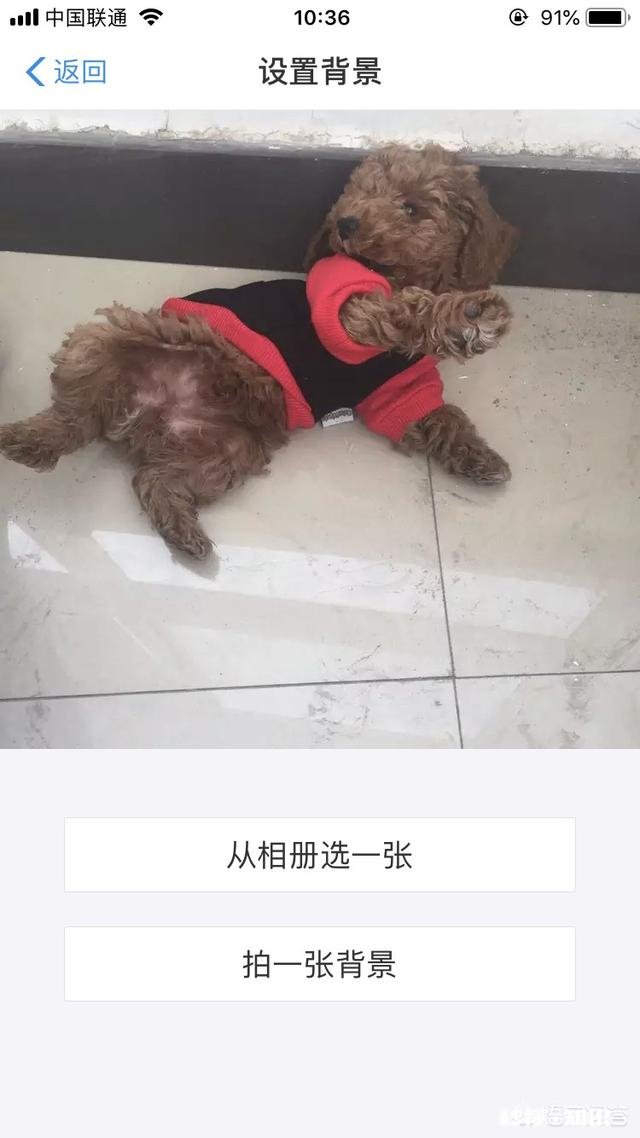 狗狗身上骚痒而且还生脓包了，用什么药比较好