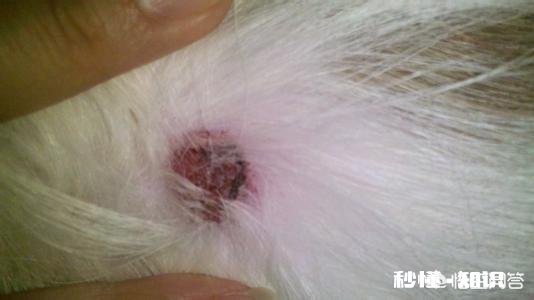 狗狗身上骚痒而且还生脓包了，用什么药比较好