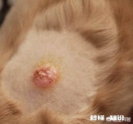 狗狗身上骚痒而且还生脓包了，用什么药比较好