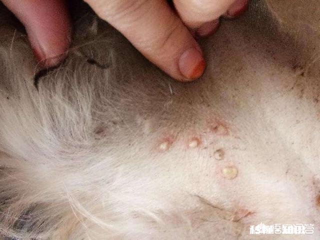 狗狗身上骚痒而且还生脓包了，用什么药比较好