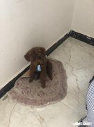 狗狗身上骚痒而且还生脓包了，用什么药比较好