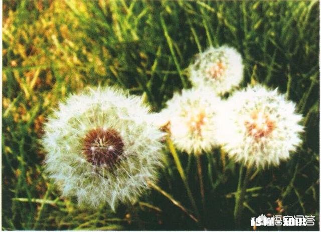 蒲公英有哪些功效呢