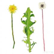 蒲公英有哪些功效呢