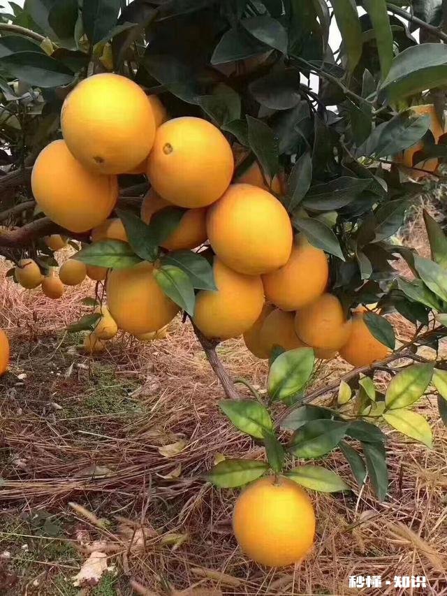 过年了卖什么水果赚钱