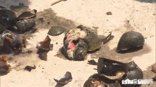 怎么清洗田螺身上的青苔