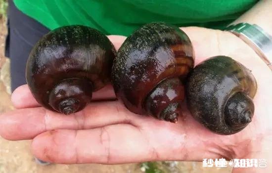 怎么清洗田螺身上的青苔