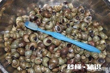 怎么清洗田螺身上的青苔