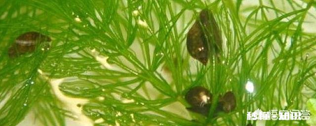 怎么清洗田螺身上的青苔