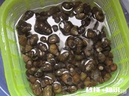 怎么清洗田螺身上的青苔