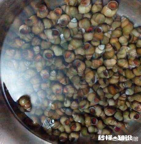 怎么清洗田螺身上的青苔