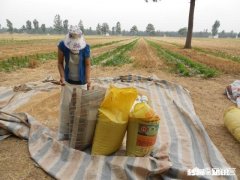 小时候收麦时有哪些趣事