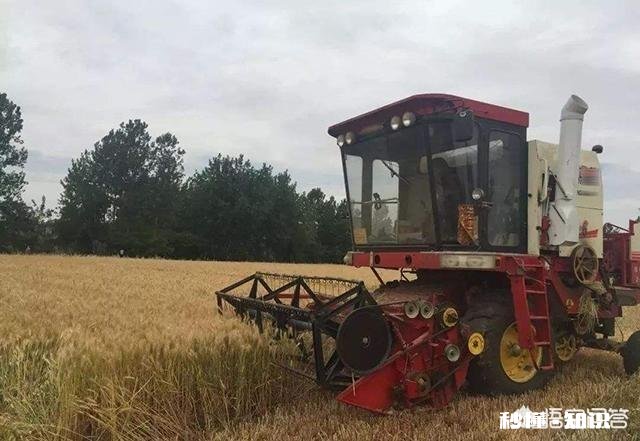小时候收麦时有哪些趣事