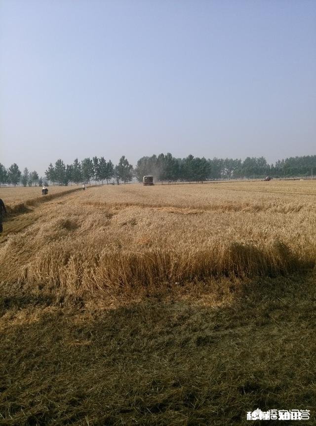 小时候收麦时有哪些趣事