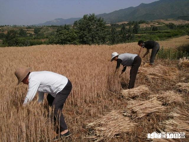 小时候收麦时有哪些趣事