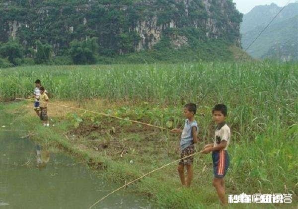 小时候收麦时有哪些趣事