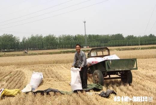 小时候收麦时有哪些趣事