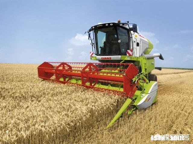 小时候收麦时有哪些趣事