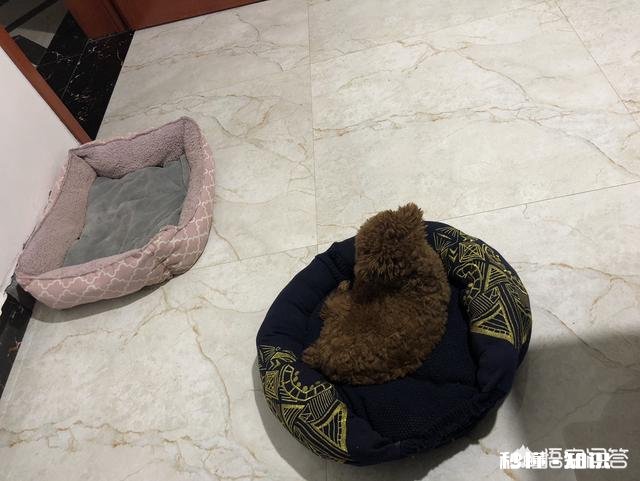 给幼犬吃肠虫清，是否需要禁食