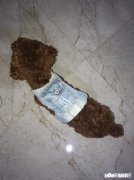 给幼犬吃肠虫清，是否需要禁食