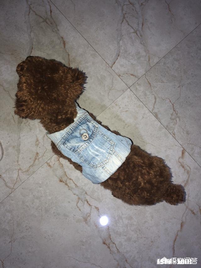 给幼犬吃肠虫清，是否需要禁食