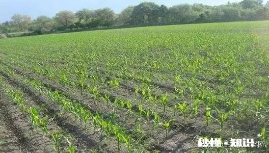 玉米播种一个月后还能施肥吗