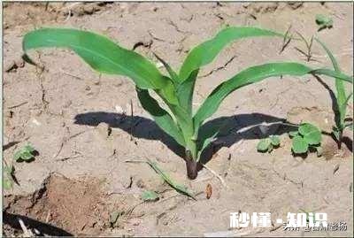 玉米播种一个月后还能施肥吗