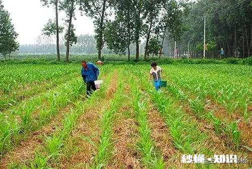 玉米播种一个月后还能施肥吗