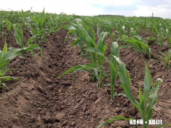 玉米播种一个月后还能施肥吗
