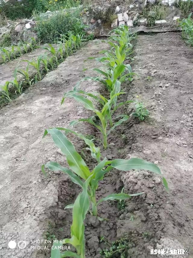 玉米播种一个月后还能施肥吗