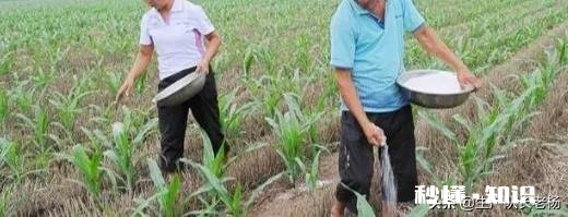 玉米播种一个月后还能施肥吗