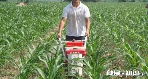 玉米播种一个月后还能施肥吗