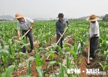 哪些经济作物需培土