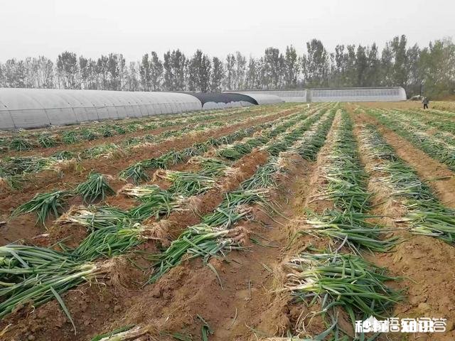 哪些经济作物需培土