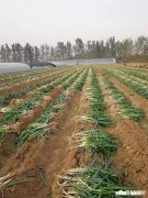 哪些经济作物需培土