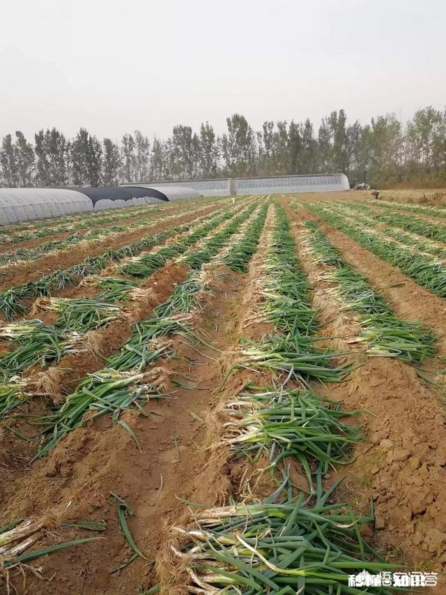 哪些经济作物需培土