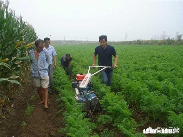 哪些经济作物需培土