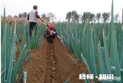 哪些经济作物需培土