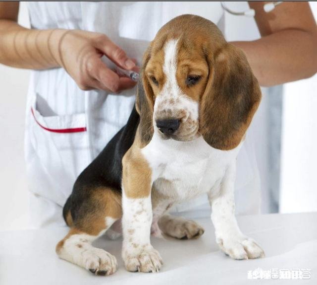 给狗狗打三针疫苗打的都一样的药吗