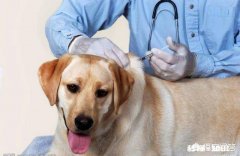 给狗狗打三针疫苗打的都一样的药吗