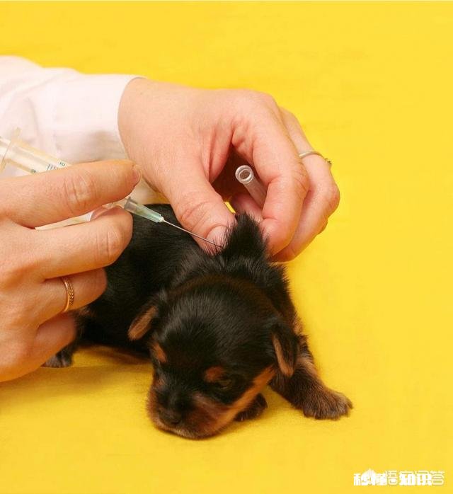 给狗狗打三针疫苗打的都一样的药吗