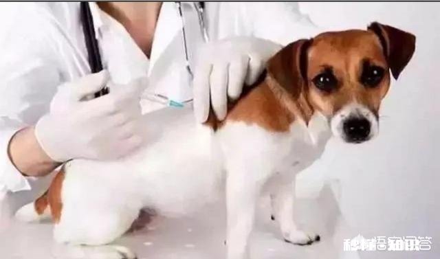 给狗狗打三针疫苗打的都一样的药吗