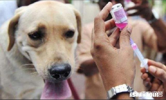 给狗狗打三针疫苗打的都一样的药吗